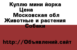 Куплю мини йорка › Цена ­ 10 000 - Московская обл. Животные и растения » Собаки   